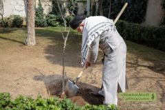 نهضت ملی درختکاری جدی گرفته شود و ادامه یابد/درختکاری، تولید ثروت و یک عمل صالح است