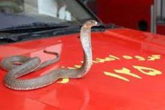 با گرم‌تر شدن هوا، مراقب حضور مارها باشید