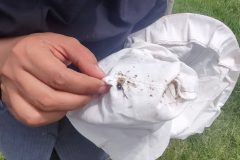 پایش مزارع گندم و جو در تفرش