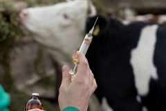 واکسیناسیون ۶۹ هزار راس دام در تفرش