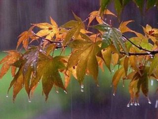 اولین باران پاییزی در تفرش