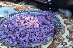 برداشت زعفران از مزارع زعفران تفرش