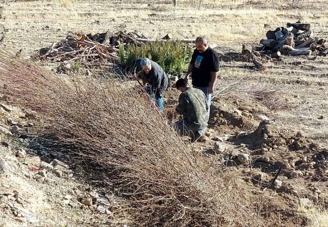 توزیع ۸۰ هزار اصله نهال در تفرش